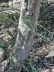 Melaleuca lanceolata