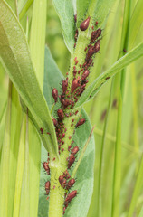 Uroleucon nigrotuberculatum