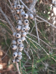 Melaleuca lanceolata