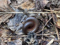 Narceus americanus