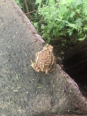 Bufo gargarizans