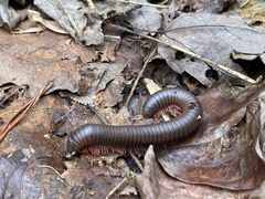 Narceus americanus