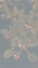 Potamogeton natans