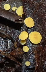 Phaeohelotium epiphyllum image