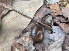 Narceus americanus
