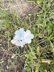 Plagiobothrys nothofulvus