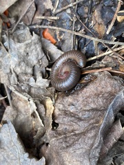 Narceus americanus