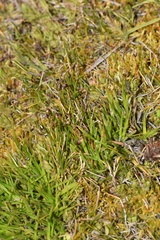 Eleocharis uniflora