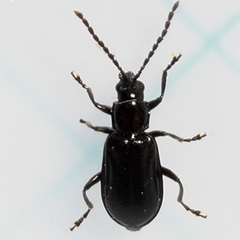 Diabrotica cristata