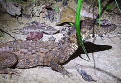 Paleosuchus trigonatus