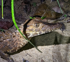 Paleosuchus trigonatus