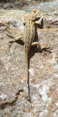 Sceloporus horridus