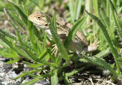Sceloporus horridus