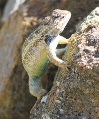 Sceloporus horridus