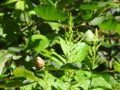 Rabdophaga strobiloides