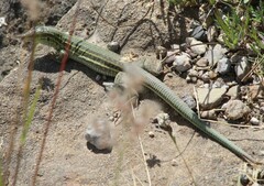 Aspidoscelis costatus