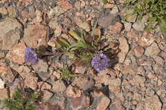 Phacelia secunda