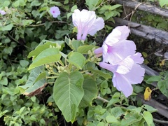 Ipomoea carnea