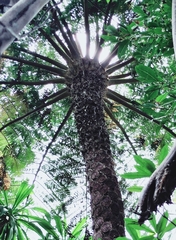 Cyathea australis