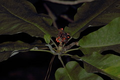 Magnolia nuevoleonensis