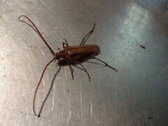 Ochrocydus huttoni