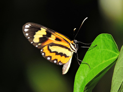 Placidina euryanassa