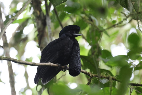 Long-wattled Umbrellabird (Cephalopterus penduliger), photo 7