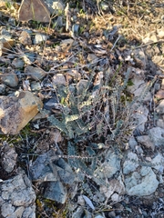 Astrolepis cochisensis