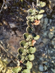 Astrolepis cochisensis