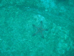 Pentaceraster cumingi