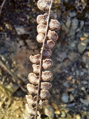 Astrolepis cochisensis