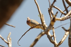 Streptopelia senegalensis