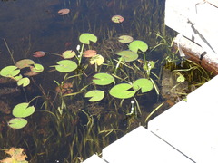 Sparganium fluctuans