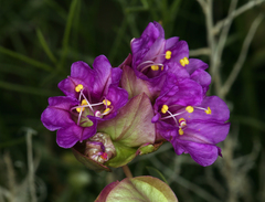 Mirabilis alipes