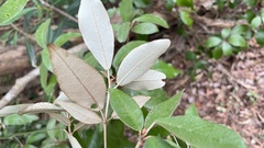 Croton cascarilloides