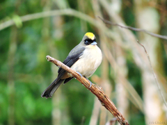 Trichothraupis melanops