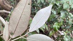 Croton cascarilloides