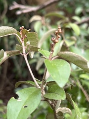 Croton cascarilloides