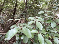 Croton cascarilloides