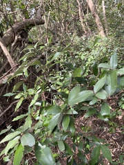 Croton cascarilloides