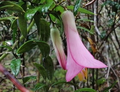 Philesia magellanica