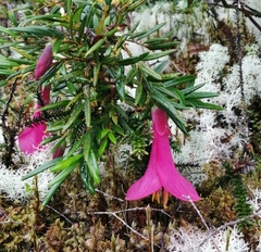 Philesia magellanica