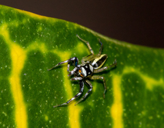 Phintelloides versicolor