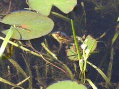 Sparganium fluctuans