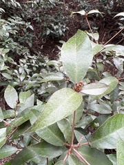 Croton cascarilloides