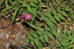 Vicia megalotropis