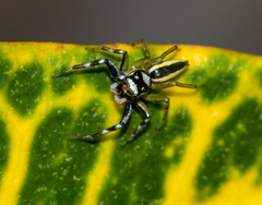 Phintelloides versicolor