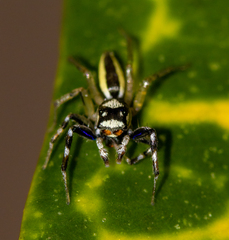 Phintelloides versicolor