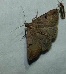 Zanclognatha laevigata