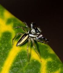 Phintelloides versicolor